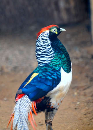 Lady Amherst Pheasant (Chrysolophus amherstiae)の写真素材