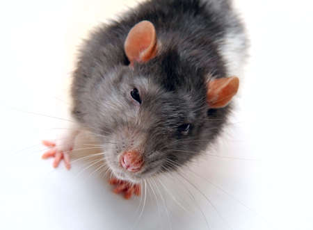 the ratの写真素材