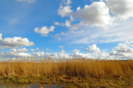 the reed on the lake under the skyの写真素材