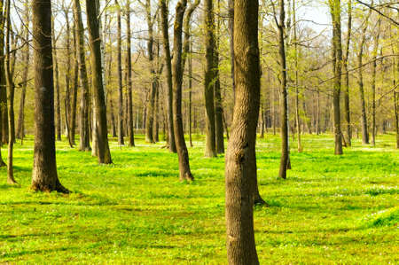 the parkの写真素材