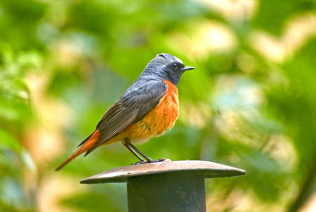the Common Redstart ( Phoenicurus phoenicurus) の写真素材
