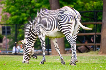 zebra                               の写真素材