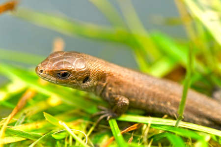 lizard in grass (focus on head)                               の写真素材