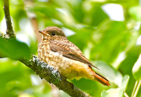 the Common Redstart (Phoenicurus phoenicurus)の写真素材