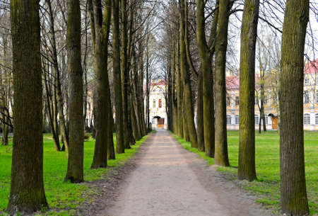 avenue in parkの写真素材