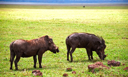 warthogs in african savannahの写真素材