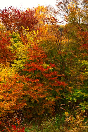 autumn forest, coloured leaves on treesの写真素材