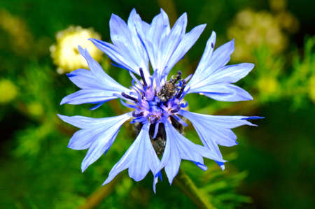 purple flowerの写真素材