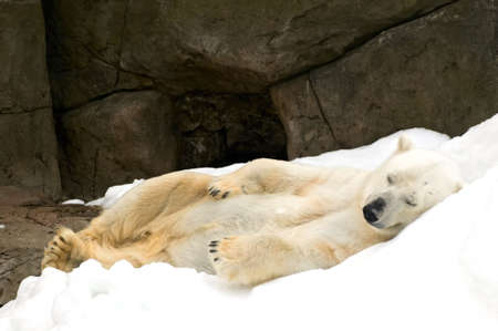 polar bear resting on snowの写真素材
