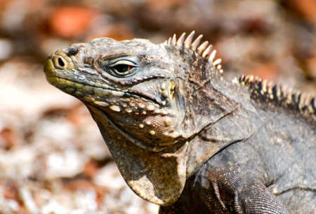 Wild iguana close-up, Cayo Iguanas, Cubaの写真素材