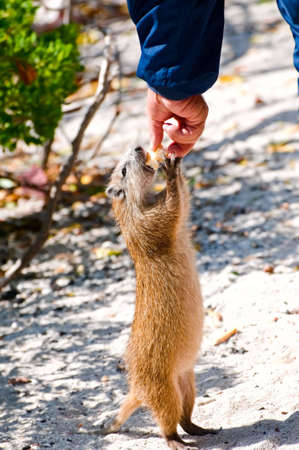 Wild Hutia, Cayo Iguanas, Cuba