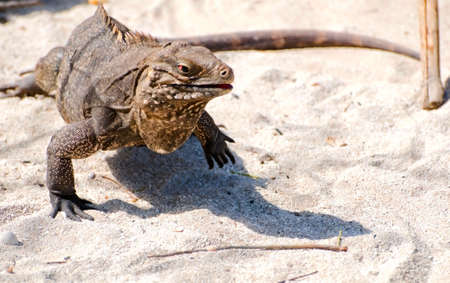 Wild iguana, Cayo Iguanas, Cubaの写真素材