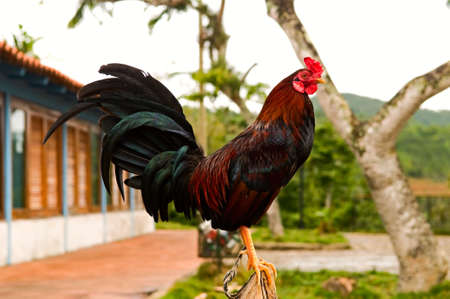 roosterの写真素材