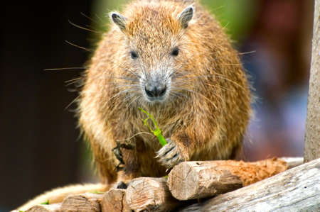 wild hutia, Cuba