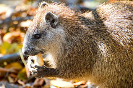 wild hutia with bread