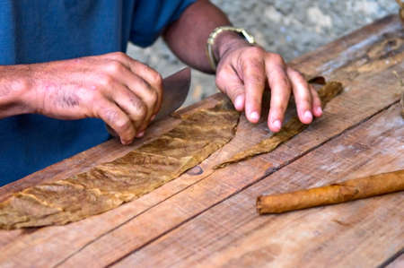 making of cuban cigarの写真素材