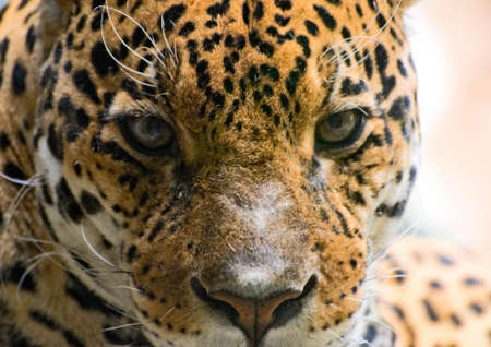 the jaguar close-upの写真素材