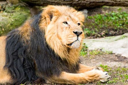 the lionの写真素材