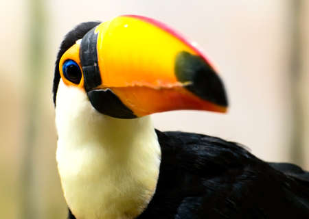 toucanの写真素材