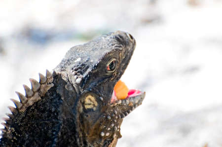 wild iguana with cookieの写真素材