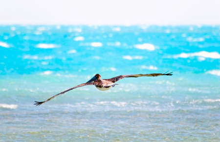 hunting pelicanの写真素材