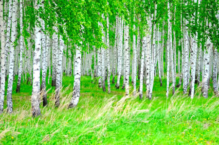birch groveの写真素材