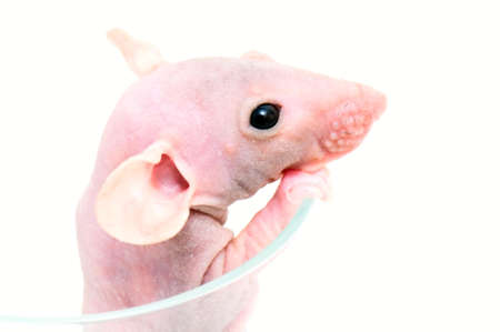 hairless rat in glassの写真素材