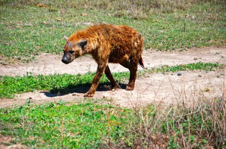 hyenaの写真素材