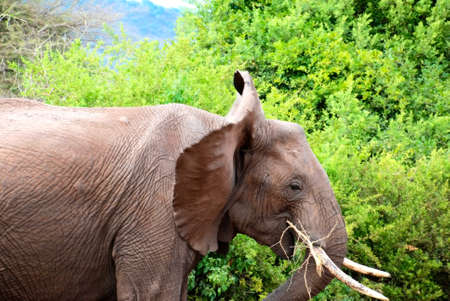 elephantの写真素材