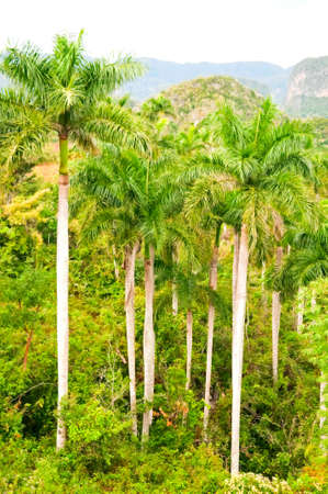 palm in Vinales valley, Cubaの写真素材