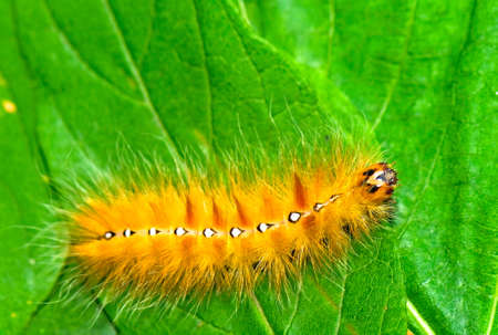 caterpillar (Acronicta aceris) on the leafの写真素材
