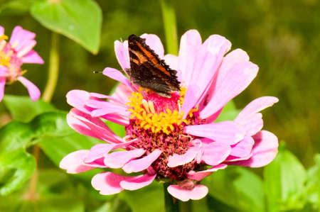 butterfly on flowerの写真素材