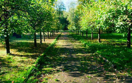 Straight green road in parkの写真素材