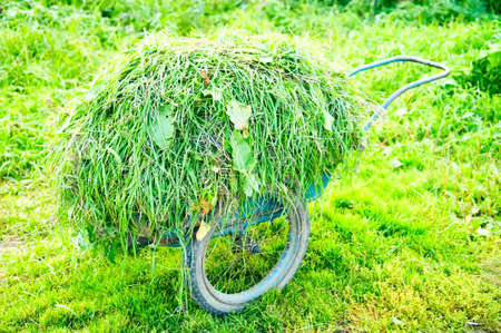 The image of wheelbarrow with hayの写真素材