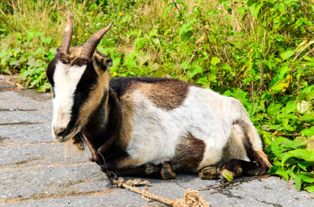 goatの写真素材