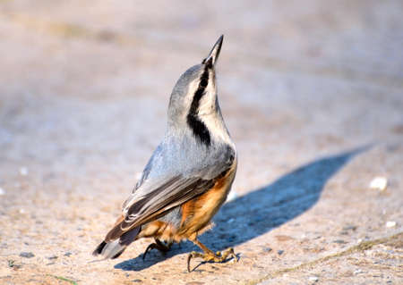 Eurasian Nuthatch の写真素材