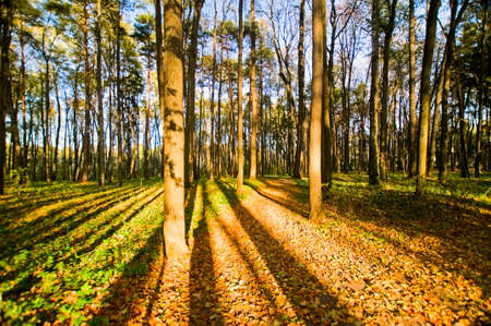 autumn forestの写真素材