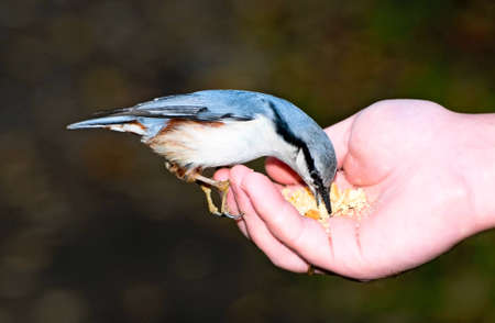 Eurasian Nuthatchの写真素材