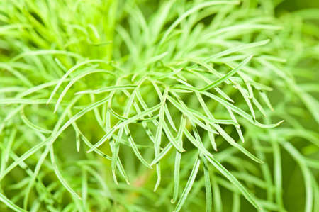 grass