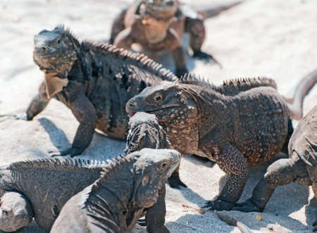 iguanasのeditorial素材