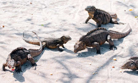 iguanasのeditorial素材