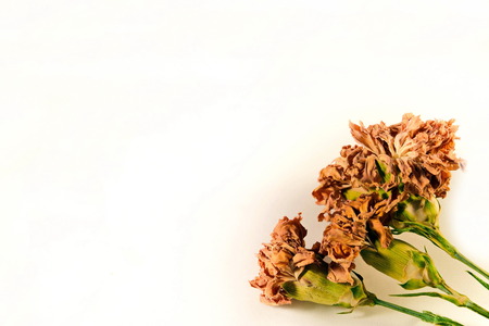 Dry roses and Flowers in White Backgroundの写真素材