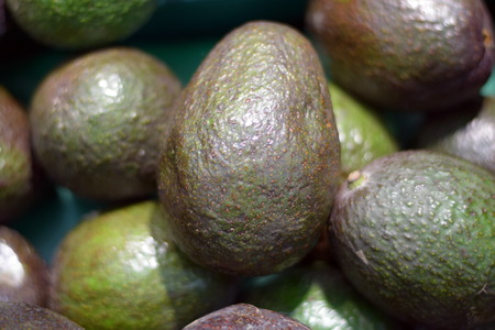 Fresh Avocado ready for Sale