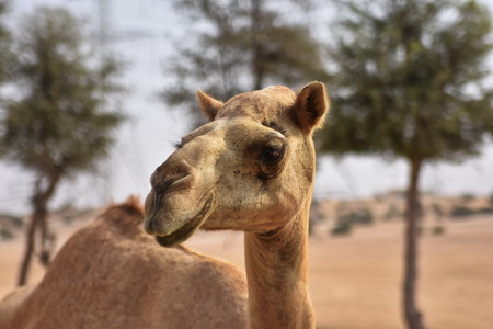 Camels in Dubai Desert in day, Dubai, United arab Emiratesの写真素材
