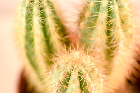 Close up Cactusの写真素材