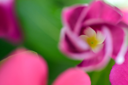 Catharanthus roseus, Vinca flower,Madagascar periwinkle, Madagascar periwinkleの写真素材