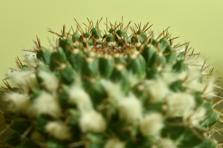 Close-up Cactus with flowerの写真素材