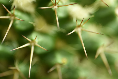 Close-up Cactus with flower