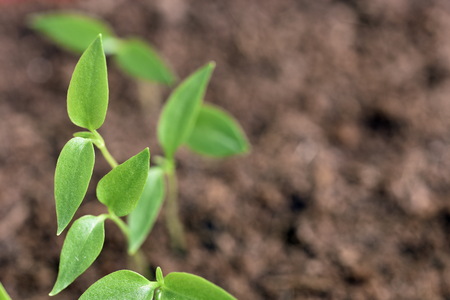 Close-up of green seedling growing plant out of soilの写真素材