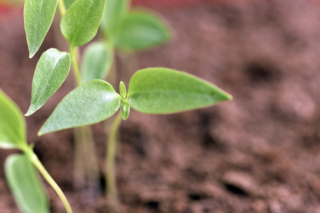 Close-up of green seedling growing plant out of soilの写真素材